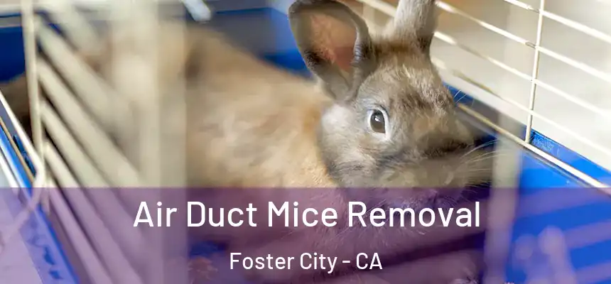  Air Duct Mice Removal Foster City - CA